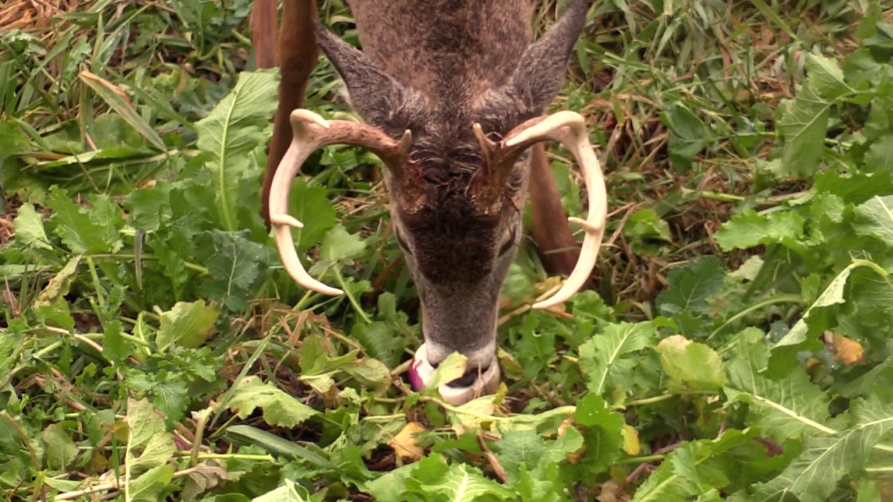 PlotTopper - Real World Wildlife Products.com
