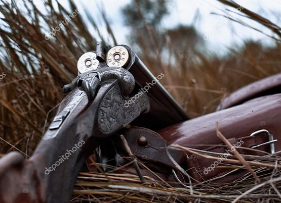An old shotgun lying in the grass stock photo.